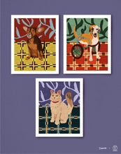 Load image into Gallery viewer, KITTY - ZEUS - TERRY
