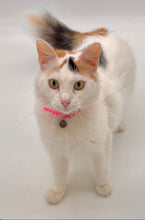 Load image into Gallery viewer, KITTY